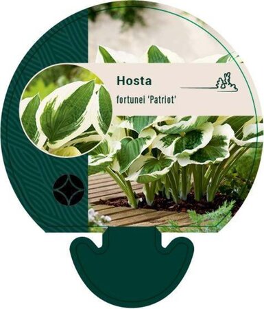 Hosta 'Patriot' geen maat specificatie 0,55L/P9cm - afbeelding 1