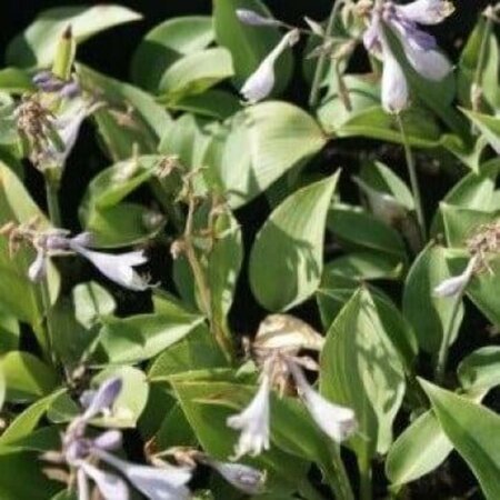 Hosta 'Royal Standard' geen maat specificatie 0,55L/P9cm - afbeelding 5