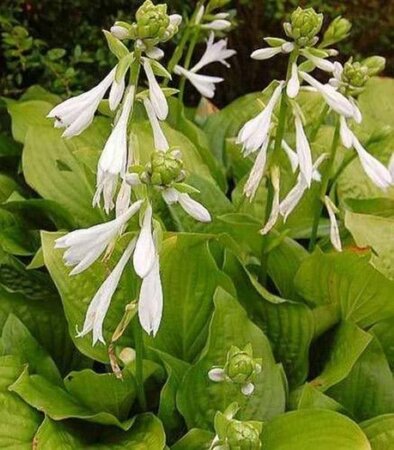 Hosta 'Royal Standard' geen maat specificatie 0,55L/P9cm - afbeelding 8