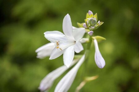 Hosta 'Royal Standard' geen maat specificatie 0,55L/P9cm - afbeelding 1