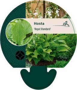 Hosta 'Royal Standard' geen maat specificatie 0,55L/P9cm - afbeelding 7