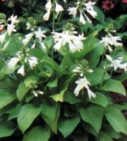 Hosta 'Royal Standard' geen maat specificatie 0,55L/P9cm - afbeelding 6