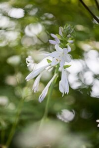 Hosta 'Royal Standard' geen maat specificatie 0,55L/P9cm - afbeelding 2