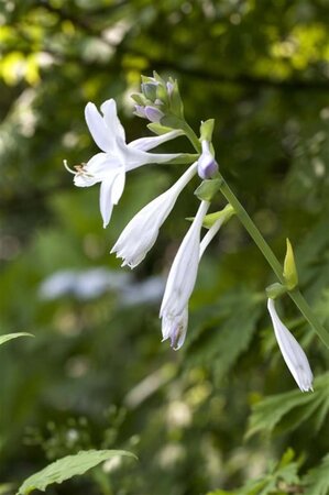 Hosta 'Royal Standard' geen maat specificatie 0,55L/P9cm - afbeelding 3