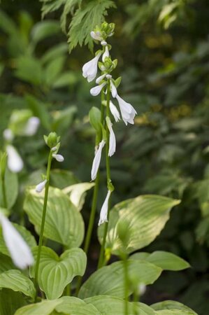 Hosta 'Royal Standard' geen maat specificatie 0,55L/P9cm - afbeelding 4