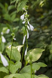 Hosta 'Royal Standard' geen maat specificatie 0,55L/P9cm - afbeelding 4