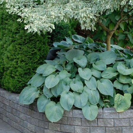 Hosta sieboldiana geen maat specificatie 0,55L/P9cm - afbeelding 4