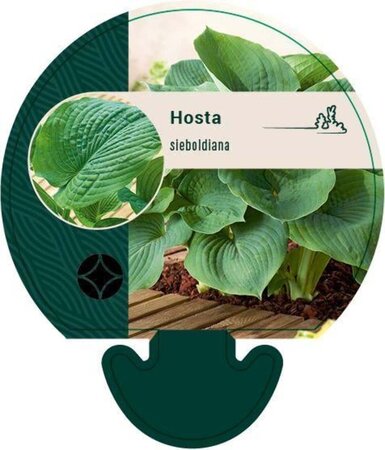 Hosta sieboldiana geen maat specificatie 0,55L/P9cm - afbeelding 6