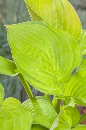 Hosta 'Sum and Substance' geen maat specificatie 0,55L/P9cm - afbeelding 1