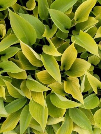 Hosta 'Sum and Substance' geen maat specificatie 0,55L/P9cm - afbeelding 3