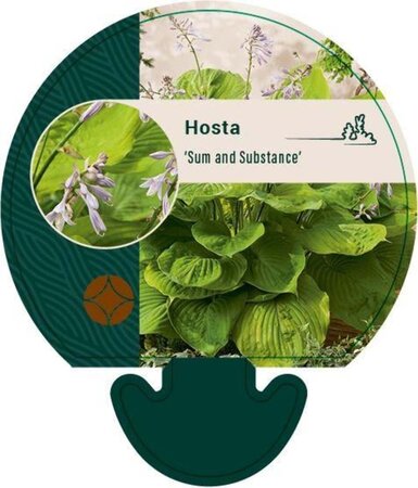 Hosta 'Sum and Substance' geen maat specificatie 0,55L/P9cm - afbeelding 2