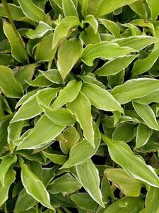 Hosta 'Undulata Albomarginata' geen maat specificatie 0,55L/P9cm - afbeelding 4