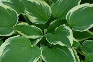 Hosta 'Undulata Albomarginata' geen maat specificatie 0,55L/P9cm - afbeelding 1