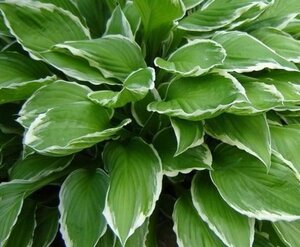 Hosta 'Undulata Albomarginata' geen maat specificatie 0,55L/P9cm - afbeelding 5