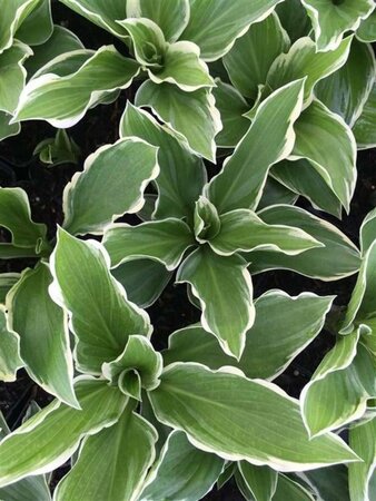 Hosta 'Undulata Albomarginata' geen maat specificatie 0,55L/P9cm - afbeelding 3