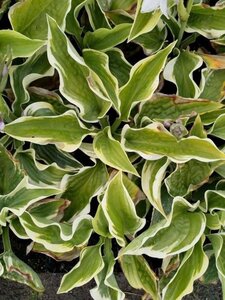 Hosta 'Wide Brim' geen maat specificatie 0,55L/P9cm - afbeelding 4