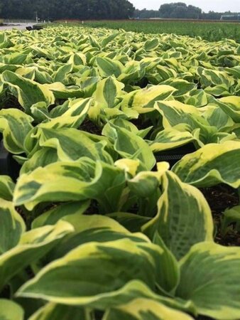 Hosta 'Wide Brim' geen maat specificatie 0,55L/P9cm - afbeelding 5