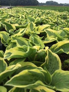 Hosta 'Wide Brim' geen maat specificatie 0,55L/P9cm - afbeelding 5