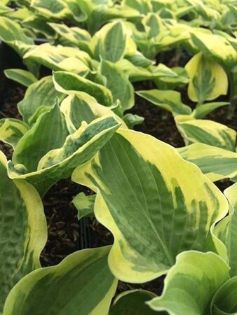 Hosta 'Wide Brim' geen maat specificatie 0,55L/P9cm - afbeelding 6