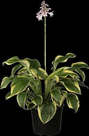 Hosta 'Wide Brim' geen maat specificatie 0,55L/P9cm - afbeelding 1