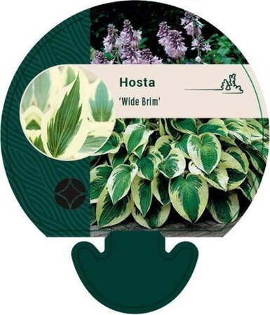 Hosta 'Wide Brim' geen maat specificatie 0,55L/P9cm - afbeelding 7