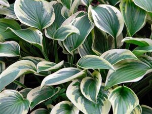 Hosta 'Wide Brim' geen maat specificatie 0,55L/P9cm - afbeelding 3