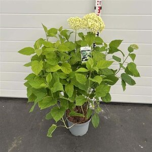 Hydrangea a. 'Annabelle' 50-60 cm cont. 7,5L - afbeelding 3