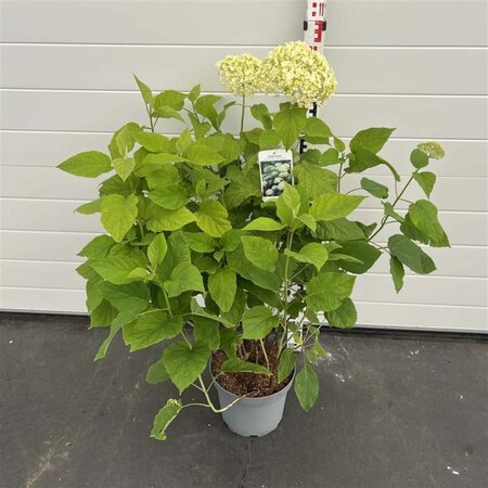 Hydrangea a. 'Annabelle' 50-60 cm cont. 7,5L - afbeelding 1