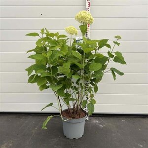 Hydrangea a. 'Annabelle' 50-60 cm cont. 7,5L - afbeelding 4