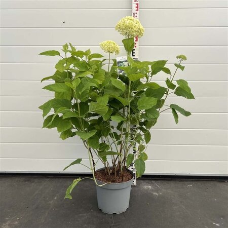 Hydrangea a. 'Annabelle' 50-60 cm cont. 7,5L - afbeelding 2