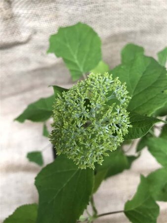 Hydrangea a. 'Annabelle' 60-80 cm cont. 10L - afbeelding 1