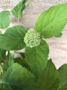 Hydrangea a. 'Annabelle' 60-80 cm cont. 10L - afbeelding 2