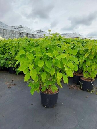 Hydrangea a. 'Annabelle' 60-80 cm cont. 10L - afbeelding 4