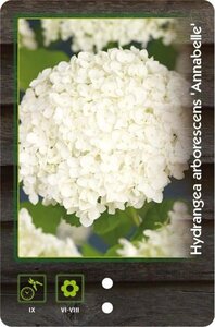 Hydrangea a. 'Annabelle' 60-80 cm cont. 7,5L - afbeelding 2