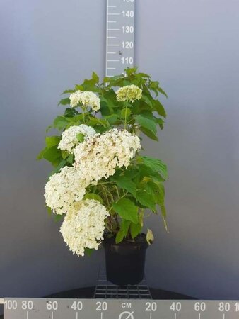 Hydrangea a. 'Annabelle' 60-80 cm cont. 7,5L - afbeelding 1