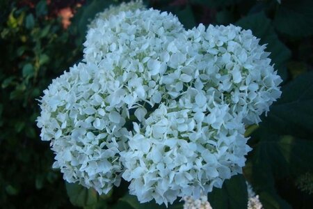 Hydrangea a. 'Grandiflora' 40-50 cm cont. 3,0L - afbeelding 1