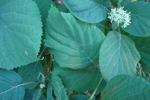 Hydrangea a. 'Grandiflora' 40-50 cm cont. 3,0L - afbeelding 2