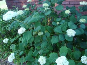 Hydrangea a. 'Grandiflora' 40-50 cm cont. 3,0L - afbeelding 3