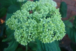 Hydrangea a. 'Grandiflora' 40-50 cm cont. 3,0L - afbeelding 4