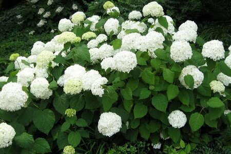 Hydrangea a. 'Grandiflora' 40-50 cm cont. 3,0L - afbeelding 5