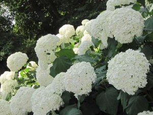 Hydrangea a. 'Hills of Snow' 30-40 cm cont. 3,0L