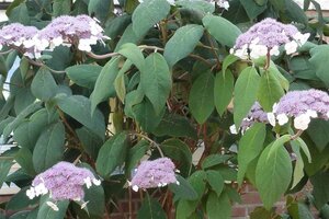 Hydrangea asp. 'Macrophylla' 30-40 cm cont. 3,0L - afbeelding 2