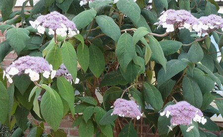 Hydrangea asp. 'Macrophylla' 30-40 cm cont. 3,0L - afbeelding 3