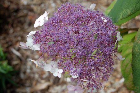 Hydrangea asp. 'Macrophylla' 30-40 cm cont. 3,0L - afbeelding 4