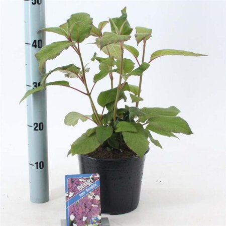 Hydrangea asp. 'Macrophylla' 30-40 cm cont. 3,0L - afbeelding 7