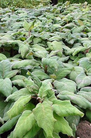 Hydrangea asp. 'Macrophylla' 30-40 cm cont. 3,0L - afbeelding 6