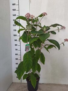 Hydrangea asp. 'Macrophylla' 60-80 cm cont. 7,5L