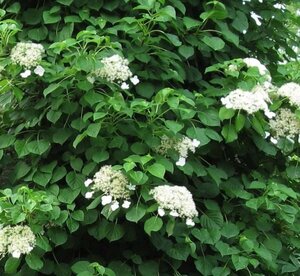 Hydrangea anomala petiolaris 50-60 cm cont. 3,0L - afbeelding 5