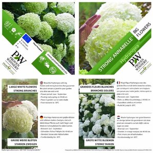 Hydrangea a. Strong Annabelle = 'Incrediball' 40-50 cm cont. 3,0L - afbeelding 3