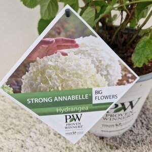 Hydrangea a. Strong Annabelle = 'Incrediball' 40-50 cm cont. 5,0L - afbeelding 3